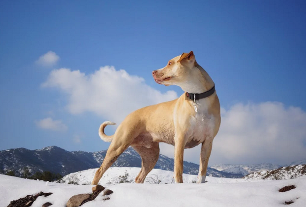 dog