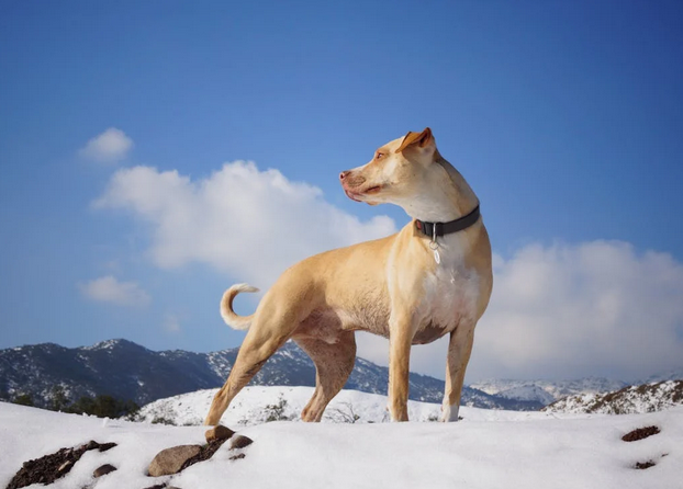 dog